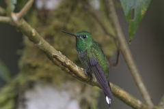 Urosticte ruficrissa