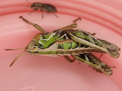 Sigaus campestris