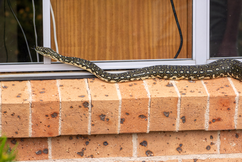 Diamond Python sighting