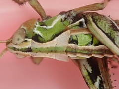 Sigaus campestris