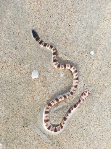 Typical Sea Snakes sighting