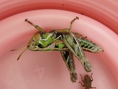 Sigaus campestris