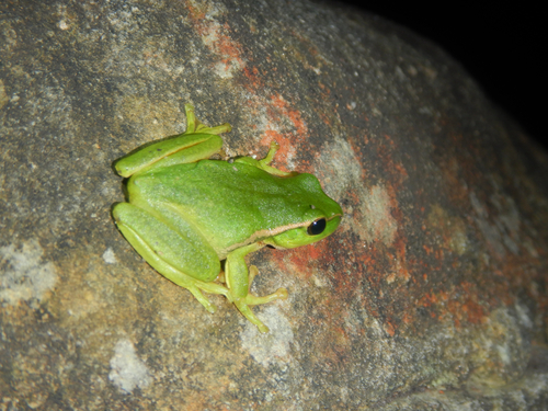 Narrow Fringed Frog, Dryopsophus nudidigitus