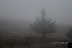 Pinus teocote