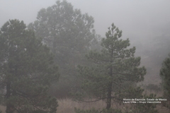 Pinus teocote