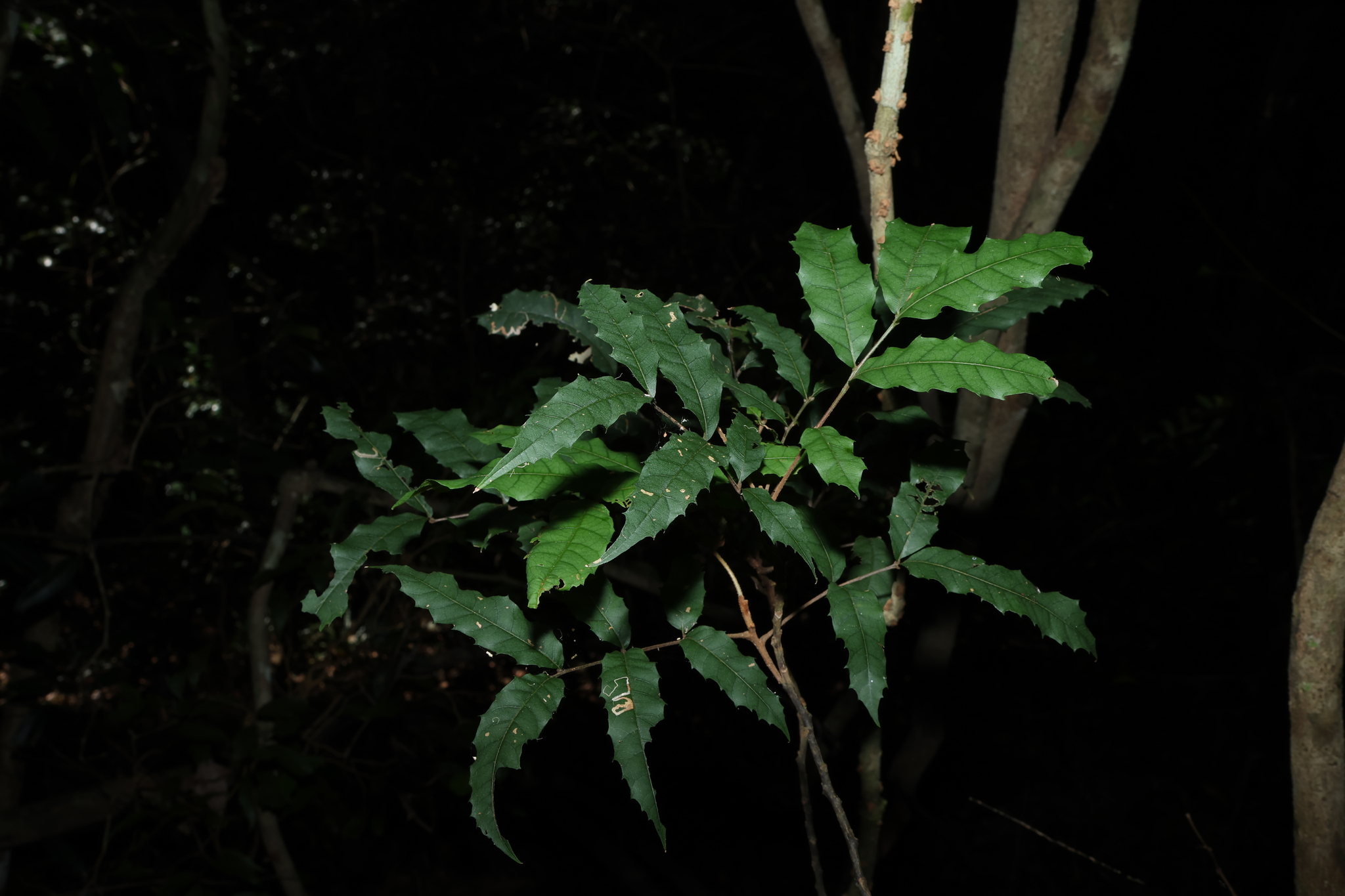 Smooth Tuckeroo (Cupaniopsis serrata)