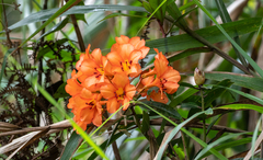 Rhododendron javanicum kinabaluense