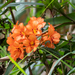 Rhododendron javanicum kinabaluense - Photo (c) Forest Botial-Jarvis, alguns direitos reservados (CC BY-NC), uploaded by Forest Botial-Jarvis