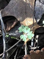 Corydalis flavula