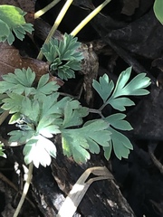Corydalis flavula