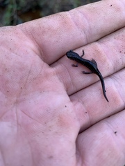 Plethodon grobmani