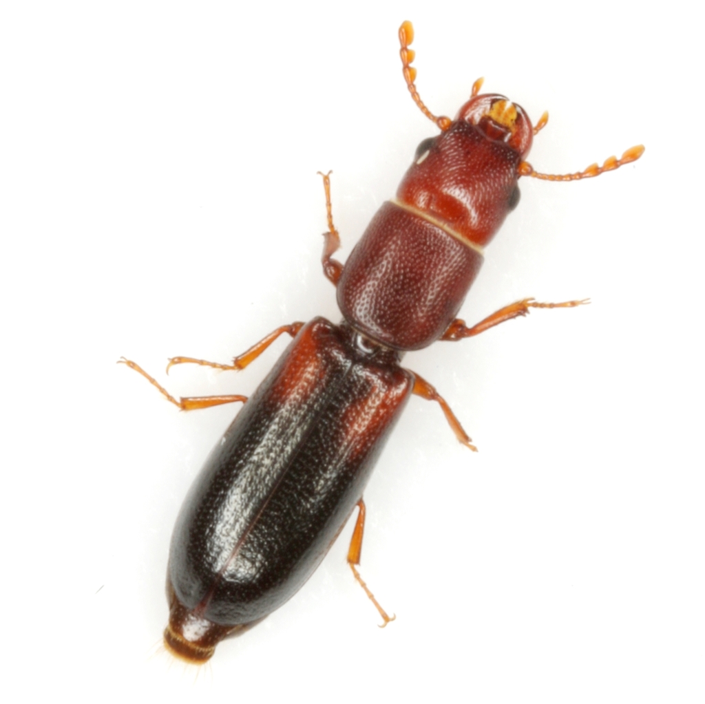 Corticotomus