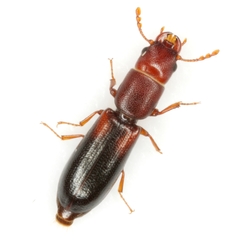 Corticotomus parallelus