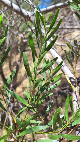 Hairy Acacia (Acacia dodonaeifolia)