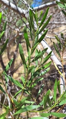 Hairy Acacia (Acacia dodonaeifolia)