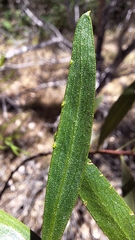 author not stated, no rights reserved Acacia dodonaeifolia, photograph author not stated, no rights reserved