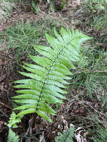 Dryopteris fuscoatra observed 2025-12-07