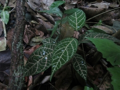 Echites rubrovenosus