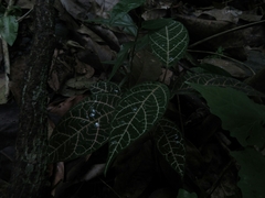 Echites rubrovenosus