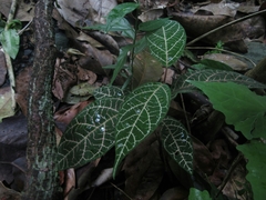 Echites rubrovenosus