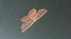Phalacra buchsbaumi
