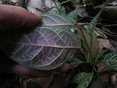 Echites rubrovenosus
