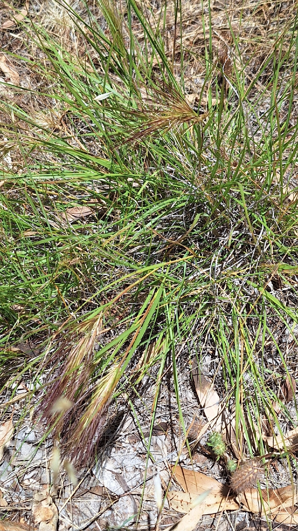 Aristida behriana