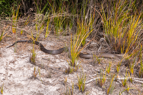 Eastern Brown Snake sighting