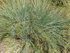 Aciphylla glaucescens