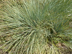 Aciphylla glaucescens