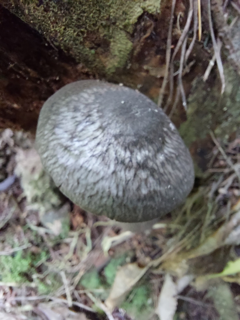 Pluteus velutinornatus · December 2025 · photo: © nigel_charman (iNaturalist, cc0)