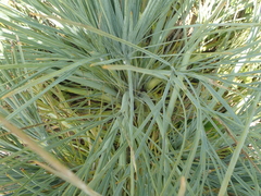 Aciphylla glaucescens