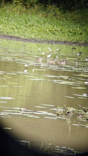 Blue-billed Teal