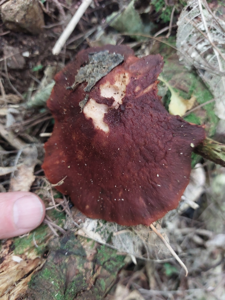 Gymnopilus purpuratus · December 2025 · photo: © nigel_charman (iNaturalist, cc0)