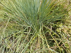 Aciphylla glaucescens