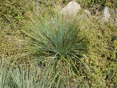 Aciphylla glaucescens