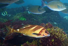 Morwong ephippium