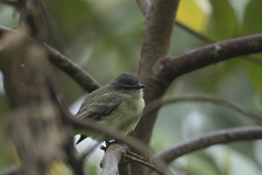 Phyllomyias griseiceps
