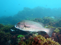 Plectorhinchus pica
