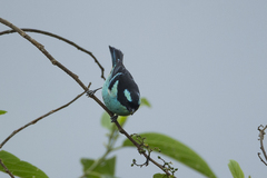 Tangara cyanotis