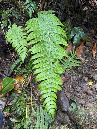 Menisciopsis cyatheoides observed 2025-12-07
