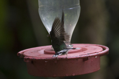 Phlogophilus hemileucurus