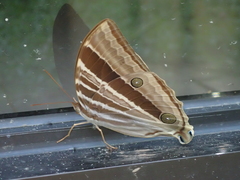 Amathusia phidippus pollicaris