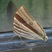 Amathusia phidippus pollicaris - Photo (c) rhabdornis，保留部份權利CC BY-NC