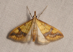 Choristostigma plumbosignalis