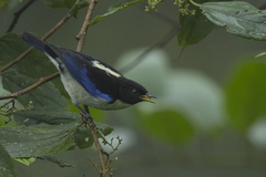 Iridophanes pulcherrimus