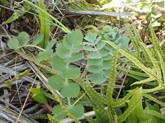 Gingidia grisea