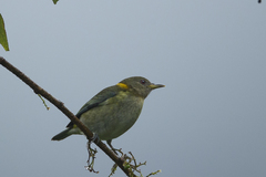 Iridophanes pulcherrimus