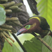 Golden-collared Toucanet - Photo (c) Ben Tsai蔡維哲, some rights reserved (CC BY-NC), uploaded by Ben Tsai蔡維哲