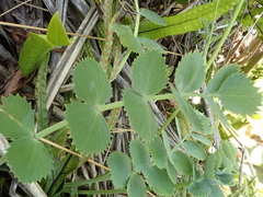 Gingidia grisea